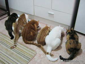 喵星人最正确的喂养方式介绍(图11)