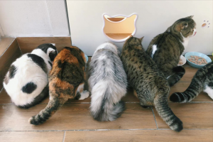 养猫一个月开销多少?新手养猫需要做哪些准备?(图2)