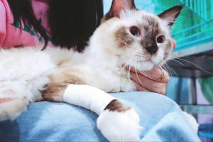 养猫一个月开销多少?新手养猫需要做哪些准备?(图8)