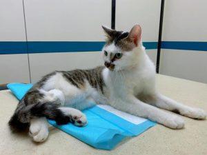 养猫一个月开销多少?新手养猫需要做哪些准备?(图7)