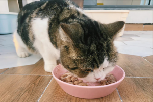 养猫一个月开销多少?新手养猫需要做哪些准备?(图3)