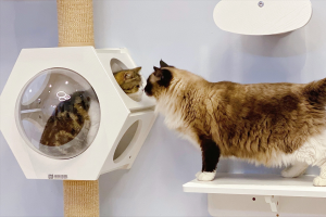 养猫一个月开销多少?新手养猫需要做哪些准备?(图4)