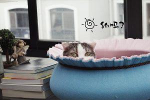 养猫一个月开销多少?新手养猫需要做哪些准备?(图6)