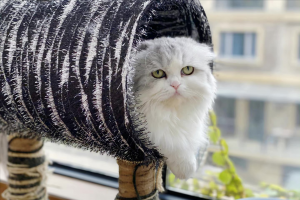 养猫一个月开销多少?新手养猫需要做哪些准备?(图5)