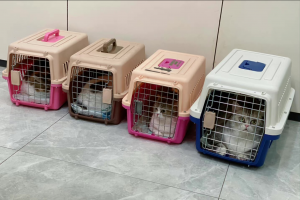 养猫一个月开销多少?新手养猫需要做哪些准备?(图9)