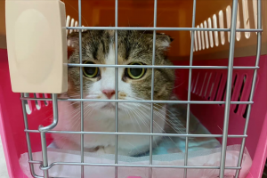 养猫一个月开销多少?新手养猫需要做哪些准备?(图10)