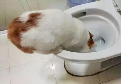 猫咪爱喝马桶水怎么办?怎么纠正猫咪喝马桶水?(图2)