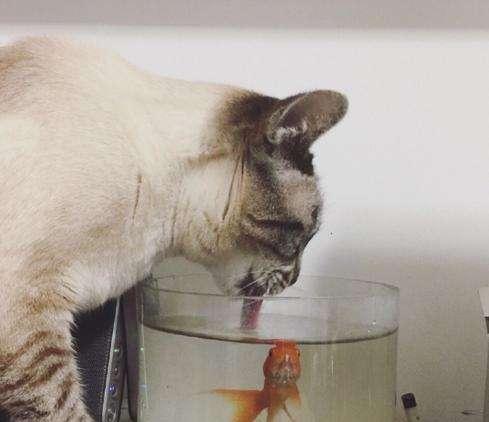 猫咪爱喝马桶水怎么办?怎么纠正猫咪喝马桶水?(图1)