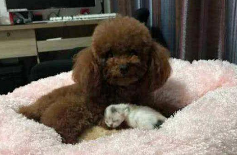 泰迪守着奶猫,趁猫妈妈睡着了叼起一只就跑,主人:真不是你的!(图1)