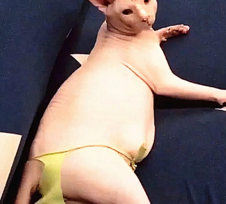 父母看不惯无毛猫,做了件衣服送给喵:这样看着顺眼多了吧?(图1)