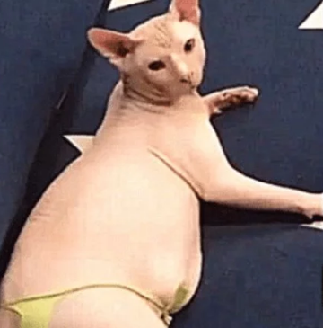 父母看不惯无毛猫,做了件衣服送给喵:这样看着顺眼多了吧?(图2)