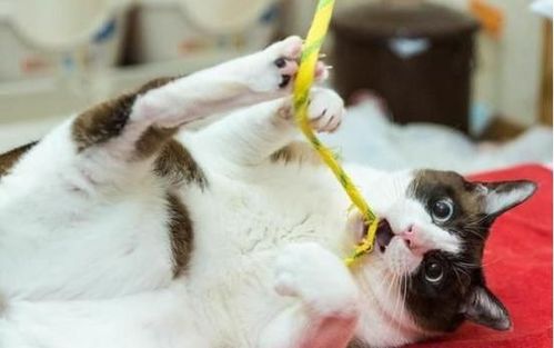 为什么抚摸自家猫咪时,它却突然咬你一口?(图1)