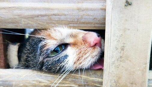 江苏非法货车被举报 上千只被贩卖的猫咪获救(图1)