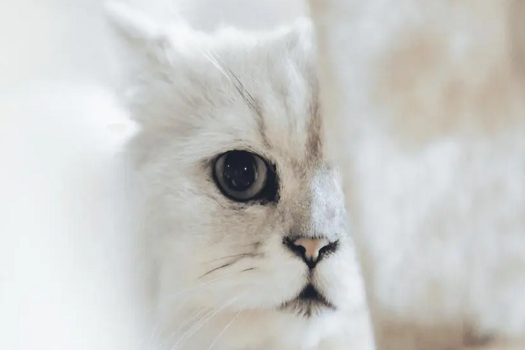 关于猫咪的年龄你知道吗?猫咪与人类的年龄对照(图1)