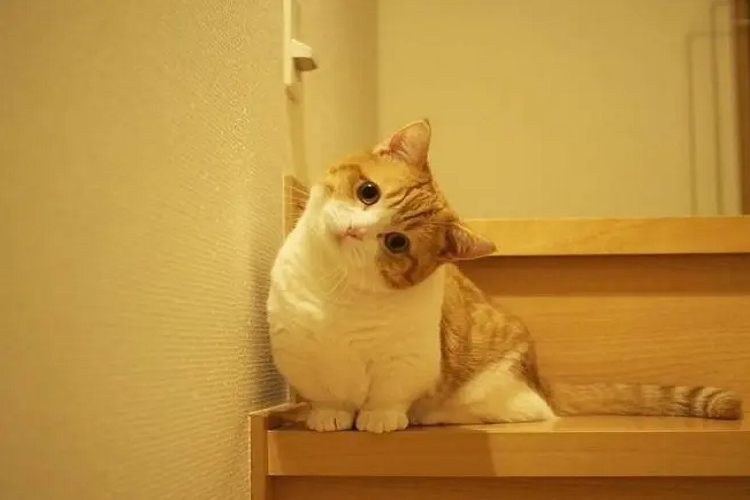 怎样避免猫扰邻?怎么让猫咪安静一点?(图1)