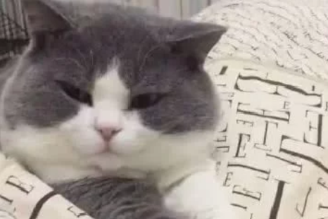 主人出门忘给猫咪准备猫粮,回家后一推门,猫的反应让人笑哭(图1)