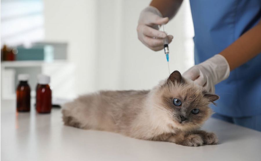 得了狂犬病恐惧症,“猫和狗没疯,我先疯了”(图1)