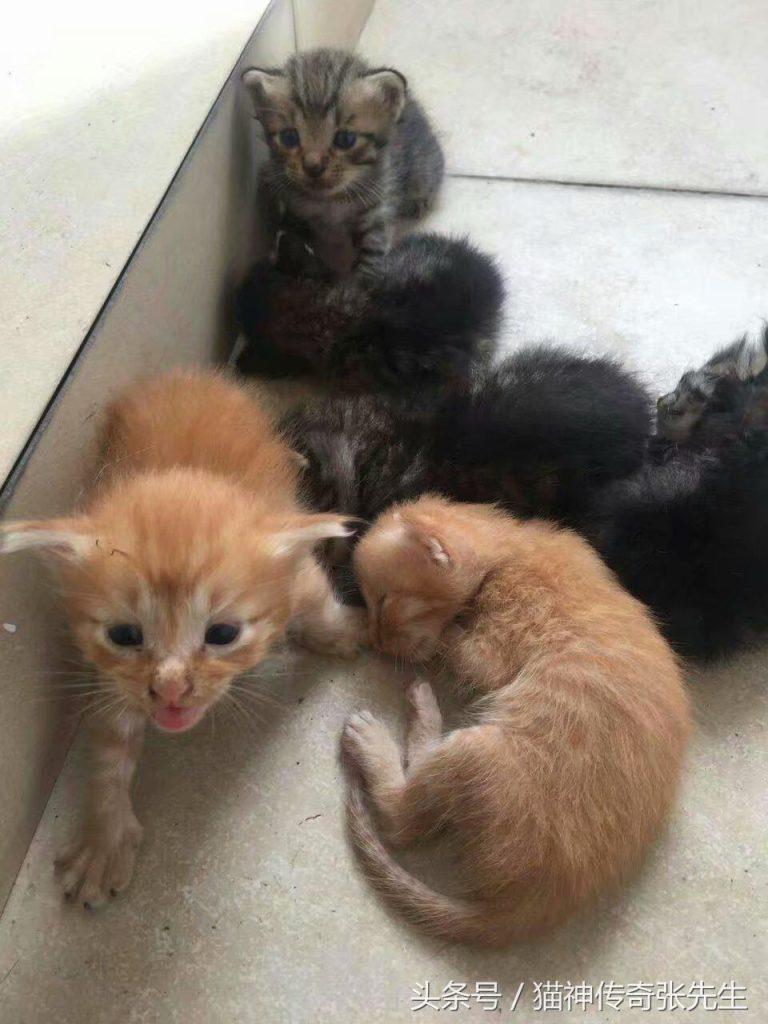 如何人工喂养一只或几只没断奶奶猫?按照教程来操作,提高小奶猫存活几率(图1)