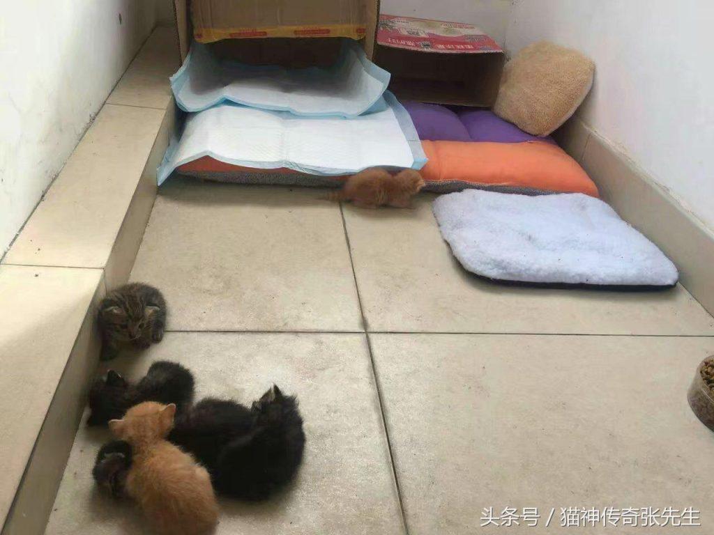 如何人工喂养一只或几只没断奶奶猫?按照教程来操作,提高小奶猫存活几率(图5)