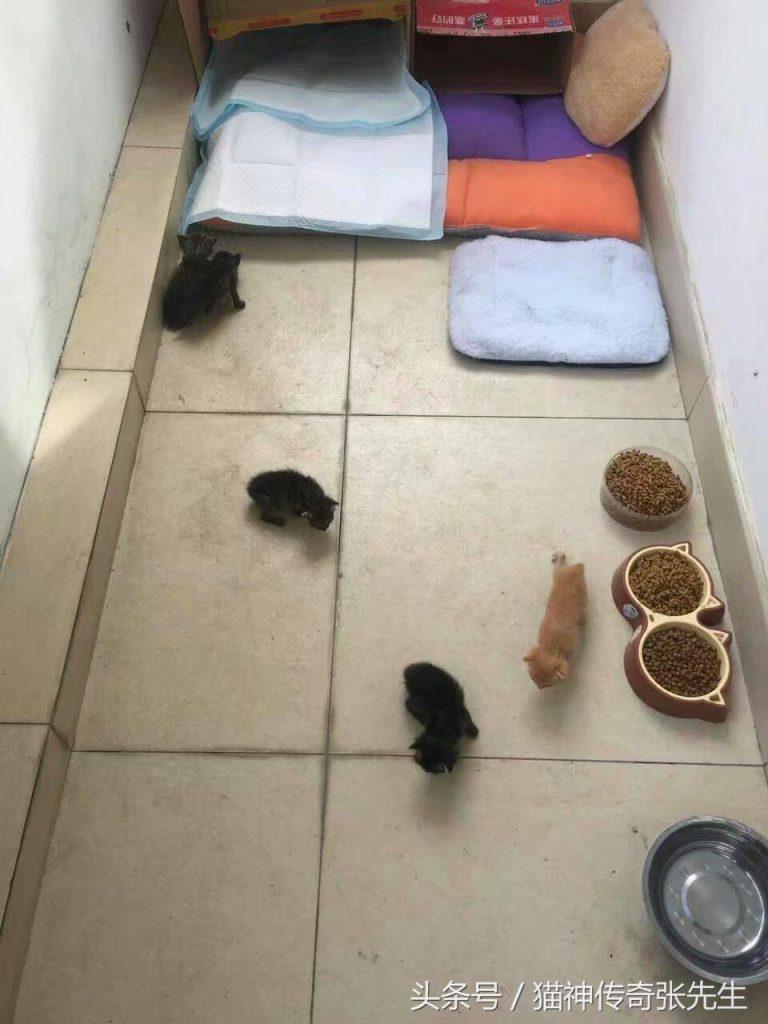 如何人工喂养一只或几只没断奶奶猫?按照教程来操作,提高小奶猫存活几率(图6)