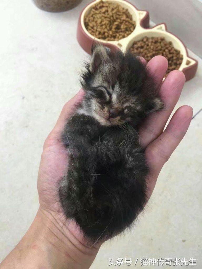 如何人工喂养一只或几只没断奶奶猫?按照教程来操作,提高小奶猫存活几率(图7)