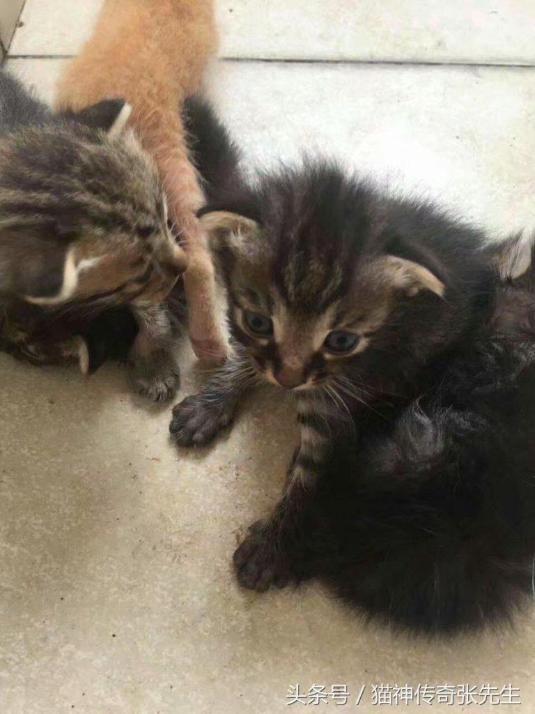如何人工喂养一只或几只没断奶奶猫?按照教程来操作,提高小奶猫存活几率(图9)