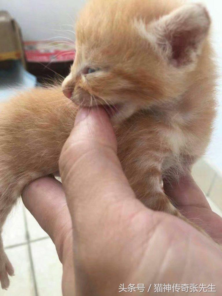 如何人工喂养一只或几只没断奶奶猫?按照教程来操作,提高小奶猫存活几率(图11)