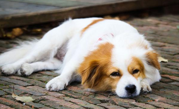 新手养宠 | 狗狗出现这些问题,都是狗狗缺钙“惹”来的(图1)