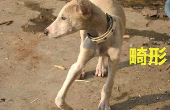 新手养宠 | 狗狗出现这些问题,都是狗狗缺钙“惹”来的(图4)