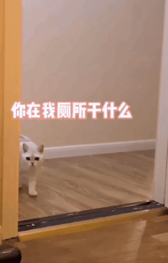 “拜托亲哥帮忙照顾猫,结果……我和猫都快没命了!”(图7)