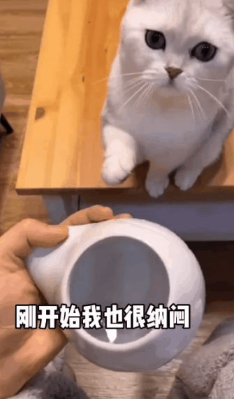 “拜托亲哥帮忙照顾猫,结果……我和猫都快没命了!”(图9)