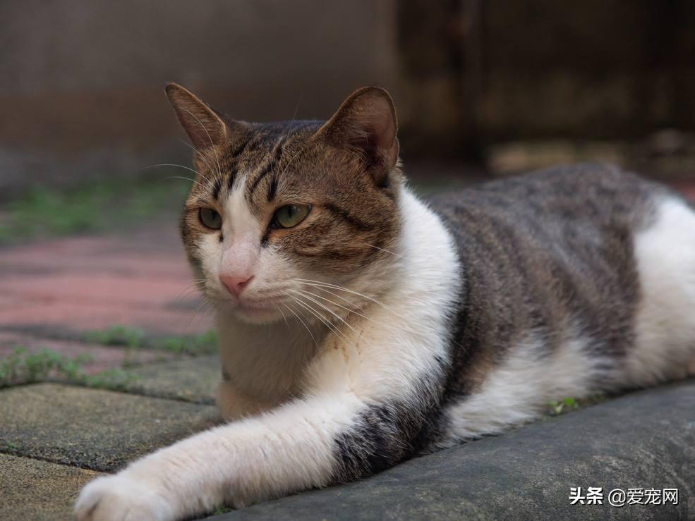 猫咪长跳蚤怎么办?教你三步骤,轻松除蚤!(图1)