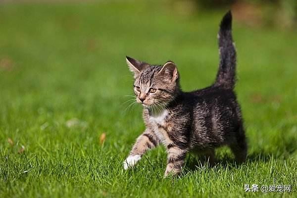 猫咪长跳蚤怎么办?教你三步骤,轻松除蚤!(图3)