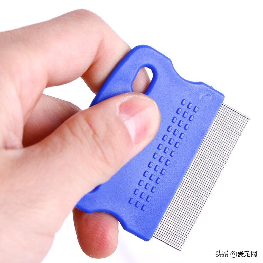 猫咪长跳蚤怎么办?教你三步骤,轻松除蚤!(图4)