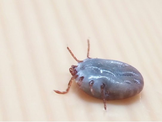 猫咪身上出现蜱虫,千万不要硬拔,对猫有影响,对人也会有一定的影响(图2)