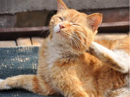 猫咪身上出现蜱虫,千万不要硬拔,对猫有影响,对人也会有一定的影响(图3)