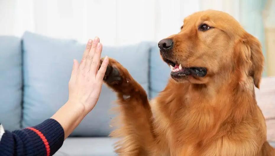 一只狗真正被你养熟了,它会有什么行为?一起来看看吧!(图3)