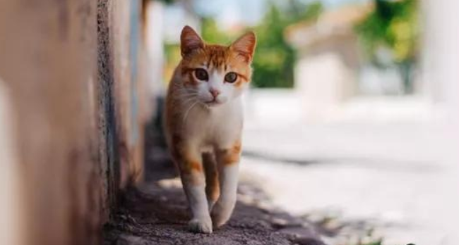流浪猫面临的种种威胁,你知道多少?(图1)