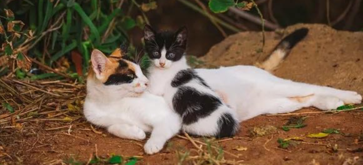 流浪猫面临的种种威胁,你知道多少?(图2)