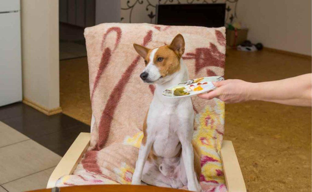 狗狗为什么不吃饭?狗狗不吃饭的常见原因(图3)