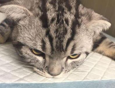 猫癣是会传染给人的,如何预防人感染上猫癣?三招完美预防猫癣传染(图1)