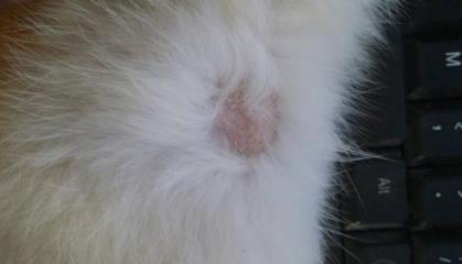 猫癣是会传染给人的,如何预防人感染上猫癣?三招完美预防猫癣传染(图3)