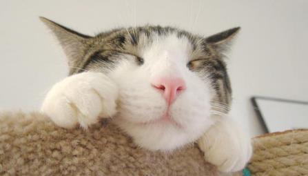 猫癣是会传染给人的,如何预防人感染上猫癣?三招完美预防猫癣传染(图4)