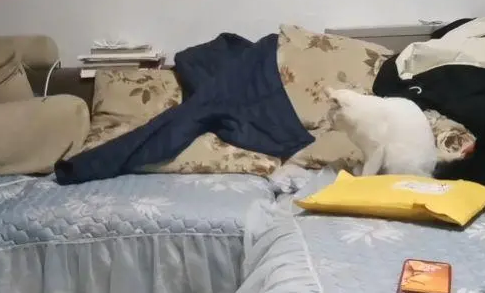 女子生气不接老公电话,一旁猫咪的反应“绝了”(图1)