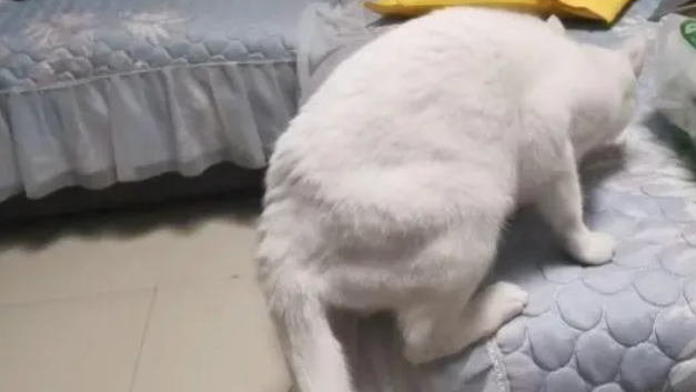 女子生气不接老公电话,一旁猫咪的反应“绝了”(图3)