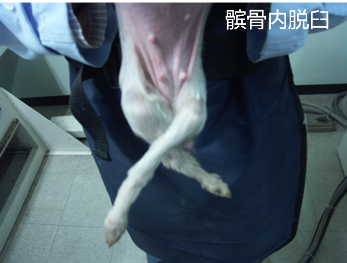 狗狗为什么会发生髌骨脱位?狗狗髌骨脱位如何治疗?(图4)