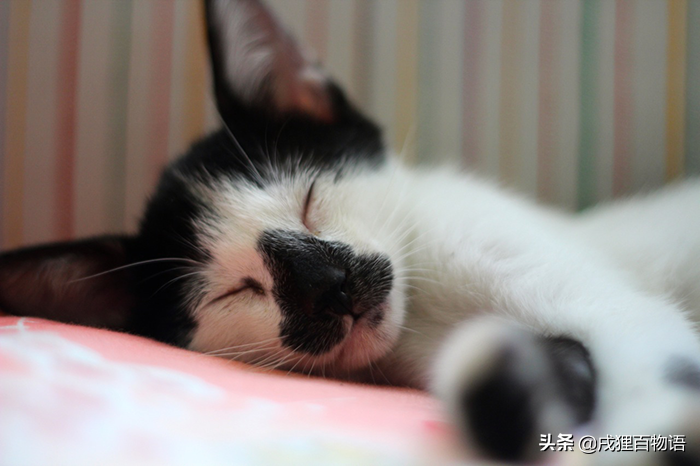 猫咪癫痫发作,我该如何处理?猫癫痫发作时,不要干涉,以免误伤(图1)