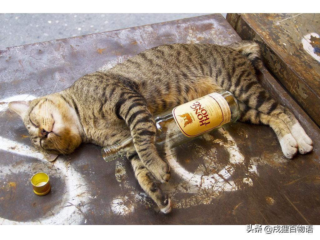 猫咪癫痫发作,我该如何处理?猫癫痫发作时,不要干涉,以免误伤(图2)