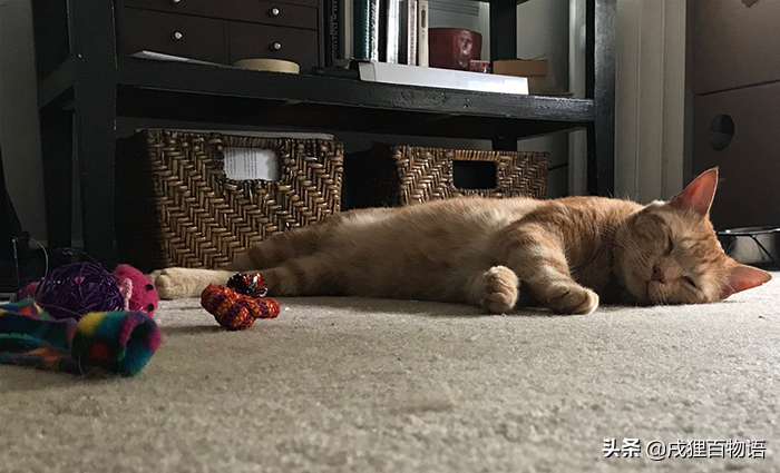 猫咪癫痫发作,我该如何处理?猫癫痫发作时,不要干涉,以免误伤(图4)