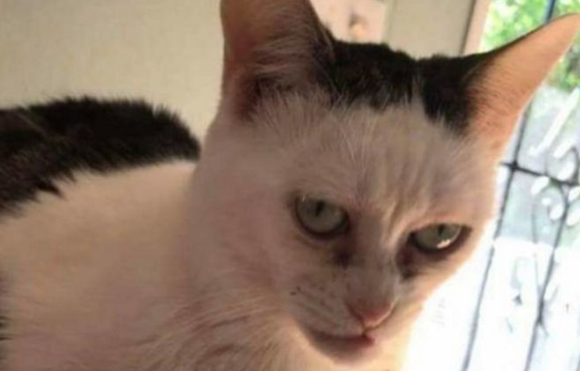 网友称这猫长的惊悚,主人看了哭笑不得!(图1)